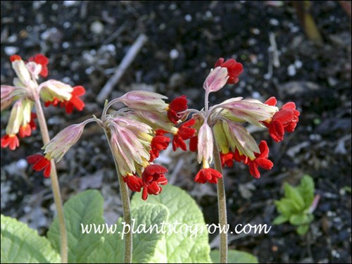 Even in bud the flowers are ornamental.